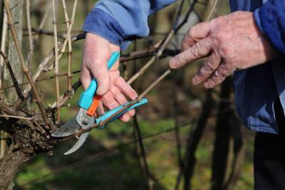 Обрезка винограда весной – пошаговая инструкция с видео для начинающих - ogorod.ru - г. Виноград