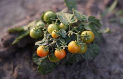 Почему плохо растут помидоры: названы основные ошибки - belnovosti.by
