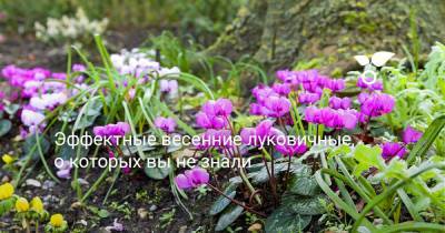 Эффектные весенние луковичные, о которых вы не знали - botanichka.ru