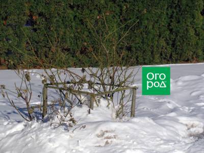 Есть вопрос: Когда можно откапывать розы из-под снега? - ogorod.ru