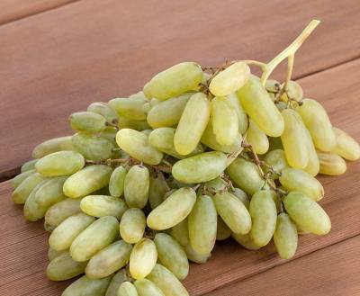 Сорт винограда Дамские пальчики: фото, описание, отзывы, характеристика - fermilon.ru - г. Виноград