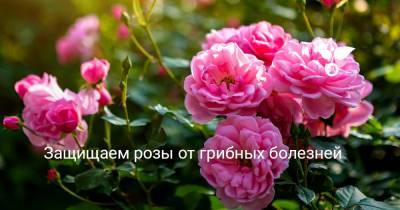 Защищаем розы от грибных болезней - botanichka.ru