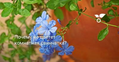 Почему не цветет комнатная свинчатка? - botanichka.ru