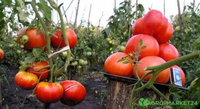 Лучшие гибриды томатов для открытого грунта - agro-market24.ru