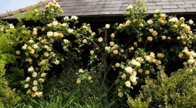 5 фактов о плетистых розах, которые нужно знать, чтобы правильно выбрать сорт розы - supersadovnik.ru