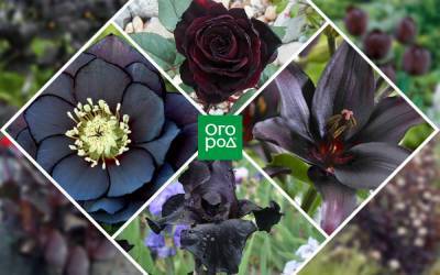 Черные цветы: 15 видов растений с темными бутонами и листьями - ogorod.ru
