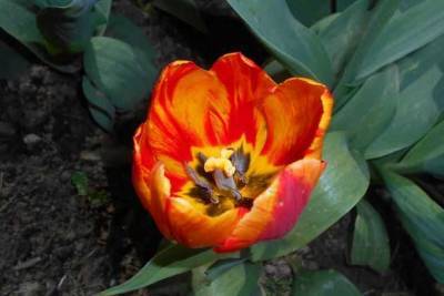 Пестролепестность тюльпана, лилия – под угрозой - sotki.ru