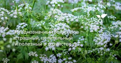 Неоднозначный болиголов — страшный, целительный и полезный в хозяйстве - botanichka.ru - Россия