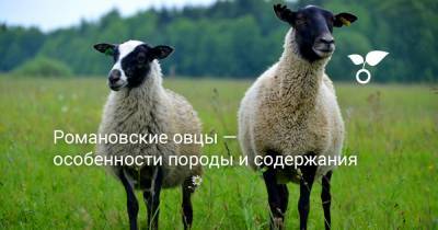Романовские овцы — особенности породы их содержания - botanichka.ru - Ярославская обл.