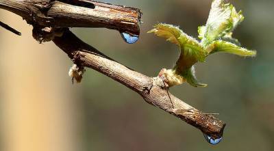 Плач виноградной лозы: что делать, если весной из винограда течет сок? - supersadovnik.ru