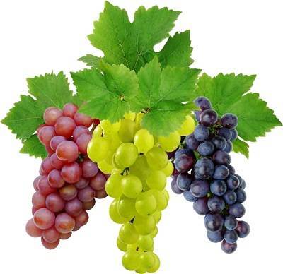 Что такое виноград - selomoe.ru - г. Виноград