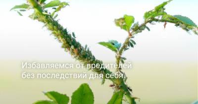 Избавляемся от вредителей без последствий для себя - botanichka.ru