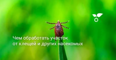 Чем обработать участок от клещей и других насекомых - botanichka.ru