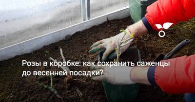 Розы в коробке: как сохранить саженцы до весенней посадки? - botanichka.ru
