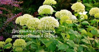 Деревья и кустарники, декоративные все 4 сезона - botanichka.ru
