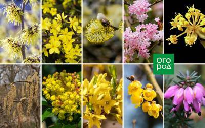 10 очаровательных кустарников, которые цветут ранней весной - ogorod.ru