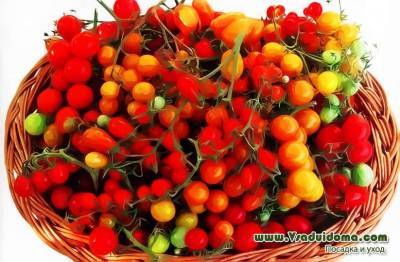 Сорта томатов черри – обзор с фото и описанием и мои отзывы о них - vsaduidoma.com