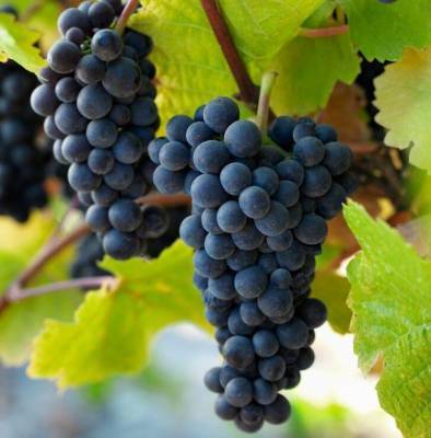 Сорт винограда Пино Нуар (Pinot Noir): характеристика и описание, фото, отзывы - fermilon.ru - г. Виноград