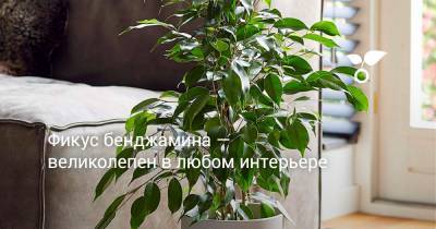 Фикус бенджамина — великолепен в любом интерьере - botanichka.ru
