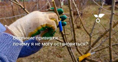 Весенние прививки — почему я не могу остановиться? - botanichka.ru
