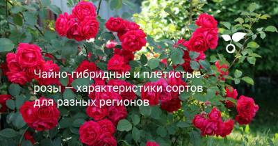 Чайно-гибридные и плетистые розы — характеристики сортов для разных регионов - botanichka.ru - Франция