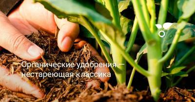 Органические удобрения — нестареющая классика - botanichka.ru
