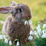 Отличие зайца от кролика - selomoe.ru