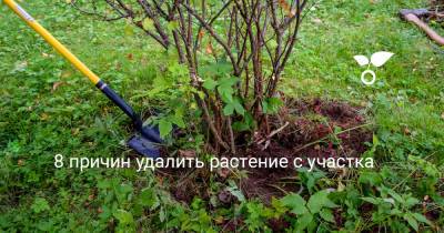 8 причин удалить растение с участка - botanichka.ru