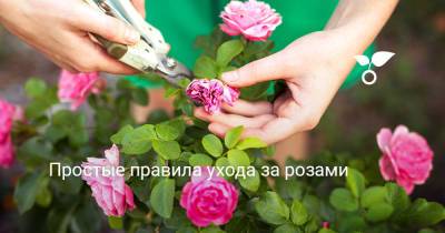 Простые правила ухода за розами - botanichka.ru