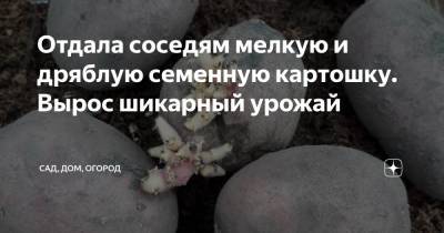 Отдала соседям мелкую и дряблую семенную картошку. Вырос шикарный урожай - zen.yandex.ru