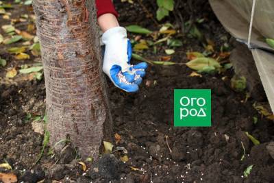 5 способов быстро подкормить деревья и кусты - ogorod.ru