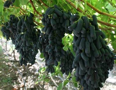 Сорт винограда Аватар: фото и описание, отзывы - fermilon.ru - Сша - г. Виноград - Южная Корея