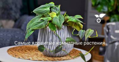 Самые ядовитые комнатные растения - botanichka.ru