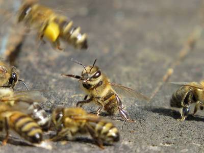 Пчела матка фото - selomoe.ru