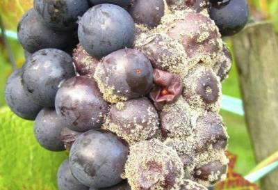 Серая гниль на винограде: как выглядит, как бороться, препараты - fermilon.ru - г. Виноград