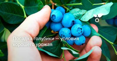 Посадка голубики — условия хорошего урожая - botanichka.ru