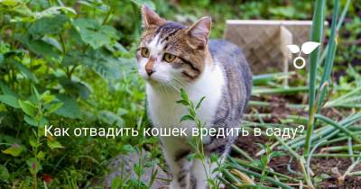 Как отвадить кошек вредить в саду? - botanichka.ru