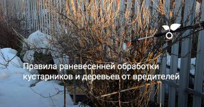 Правила раневесенней обработки кустарников и деревьев от вредителей - botanichka.ru