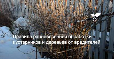 Правила ранневесенней обработки кустарников и деревьев от вредителей - botanichka.ru