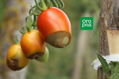 Вредные советы: 7 вещей, которые не стоит делать с томатами в теплице - ogorod.ru