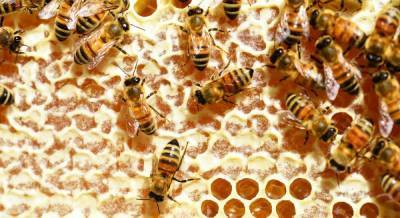 Как делают мёд пчёлы - selomoe.ru