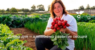 Длина дня — влияние на развитие овощей - botanichka.ru