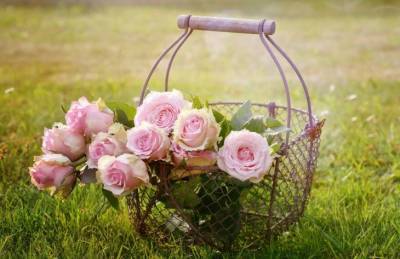 Как правильно пересаживать розы: несколько важных правил для начинающих садоводов - belnovosti.by