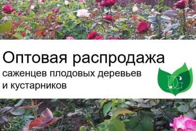 Питомник растений «Диамонд Гарден» объявляет оптовую распродажу - sotki.ru