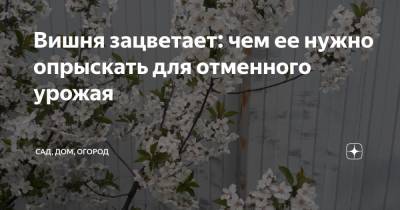 Вишня зацветает: чем ее нужно опрыскать для отменного урожая - zen.yandex.ru