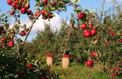 Какие 3 секрета помогут вам собрать богатый урожай яблок - belnovosti.by