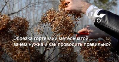 Обрезка гортензии метельчатой: зачем нужна и как проводить правильно? - botanichka.ru