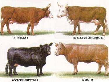 Характеристика молочных пород коров - sad-dacha-ogorod.com - Швейцария