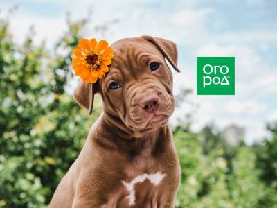 7 доказательств того, что собака вас любит - ogorod.ru