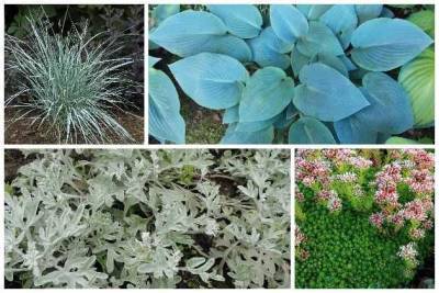 Как создать сад серебристо-голубой гамме? - sotki.ru